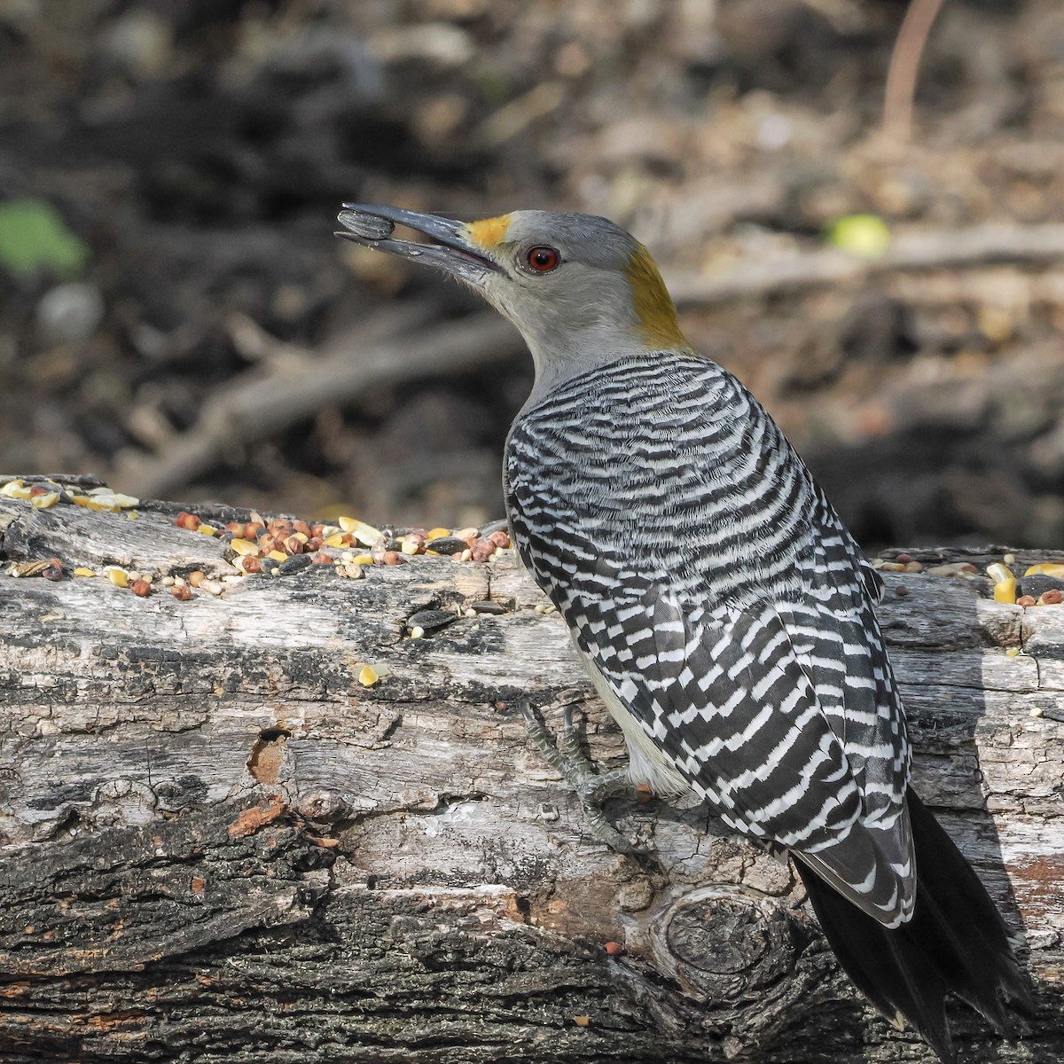 Golden-fronted Woodpecker - ML644850167