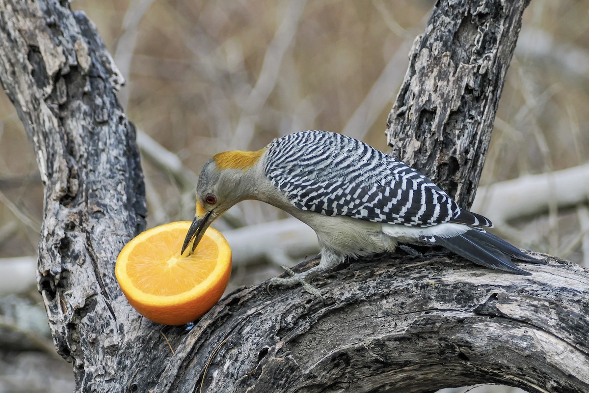 Golden-fronted Woodpecker - ML644850168