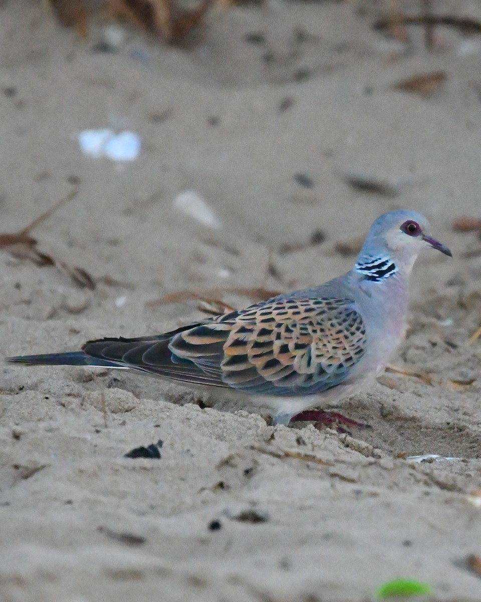 Tortora selvatica - ML644850178