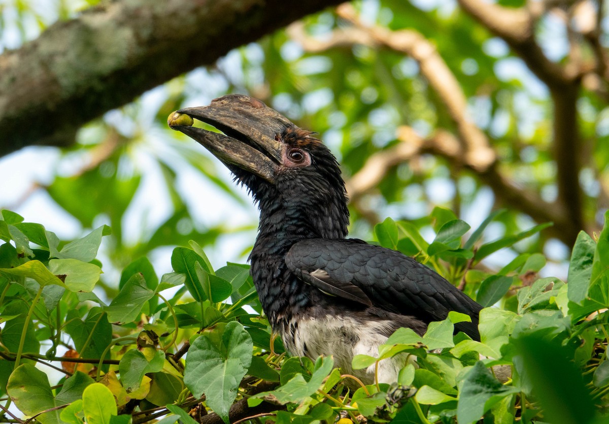 Trumpeter Hornbill - ML644850184