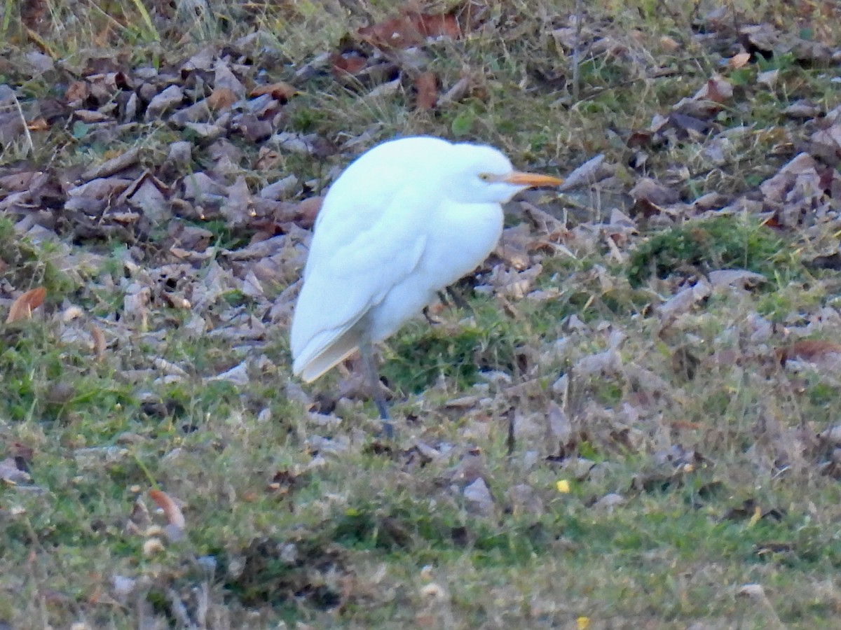 ニシアマサギ - ML644850186