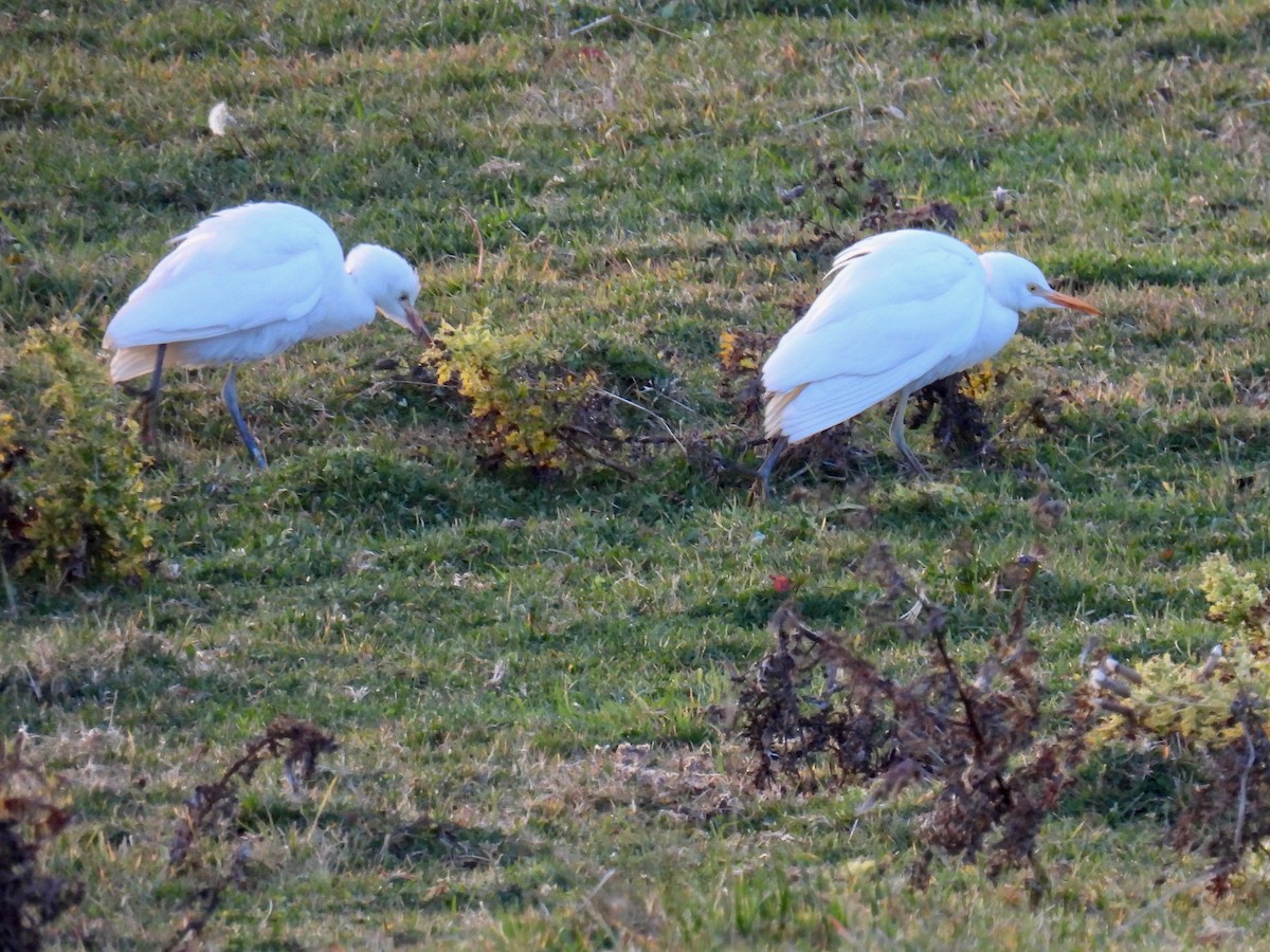 ニシアマサギ - ML644850187