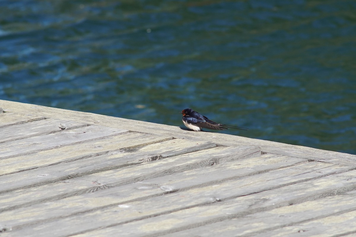 Barn Swallow - ML644850196