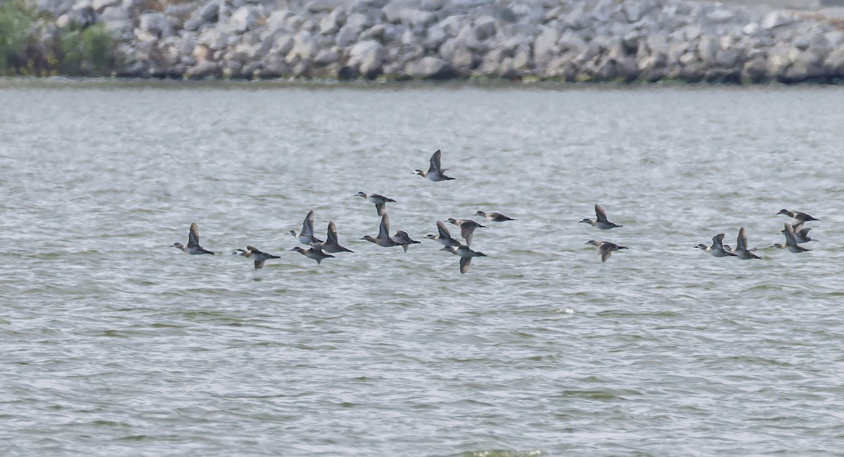 Ruddy Duck - ML644850202