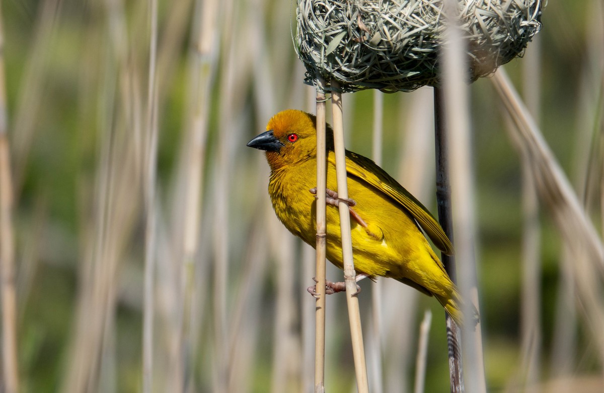 African Golden-Weaver - ML644850212