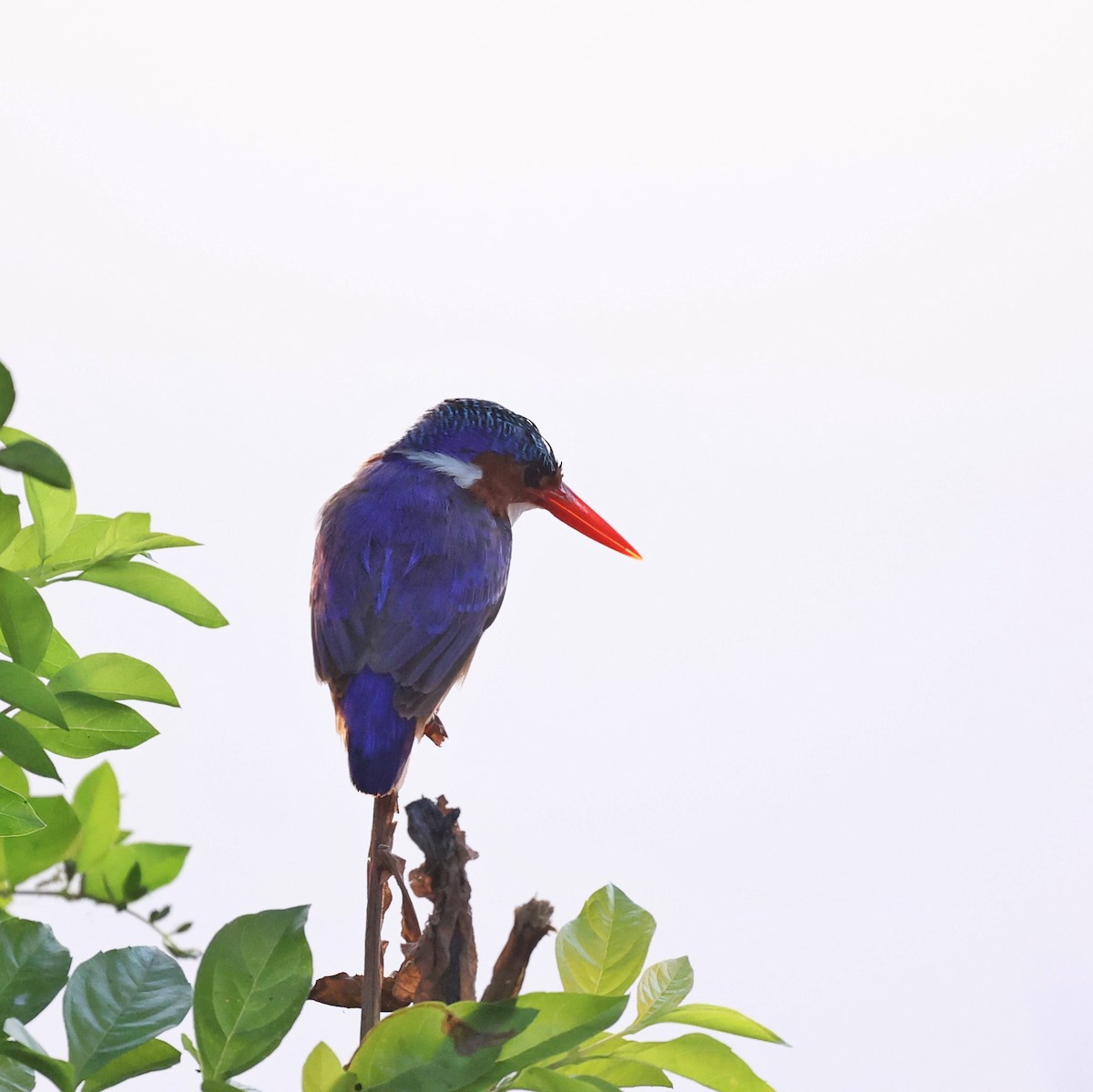 Malachite Kingfisher - ML644850219