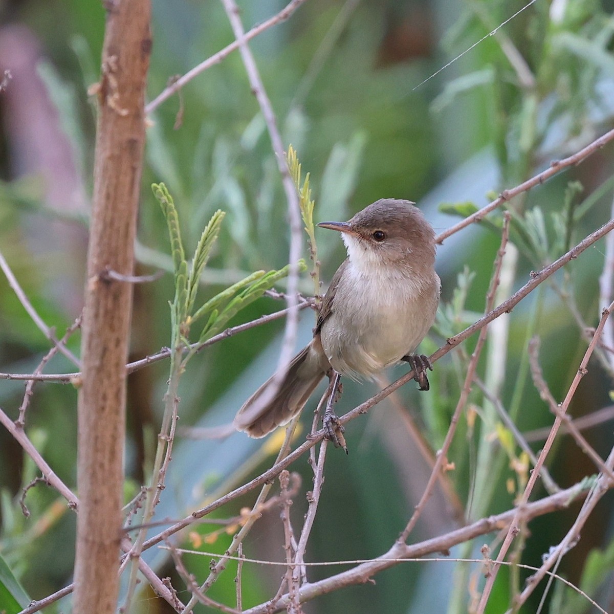 Lesser Swamp Warbler - ML644850222