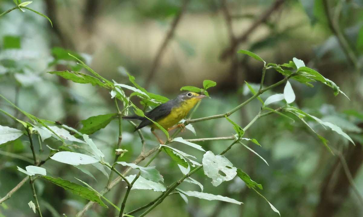 Reinita Canadiense - ML644850226