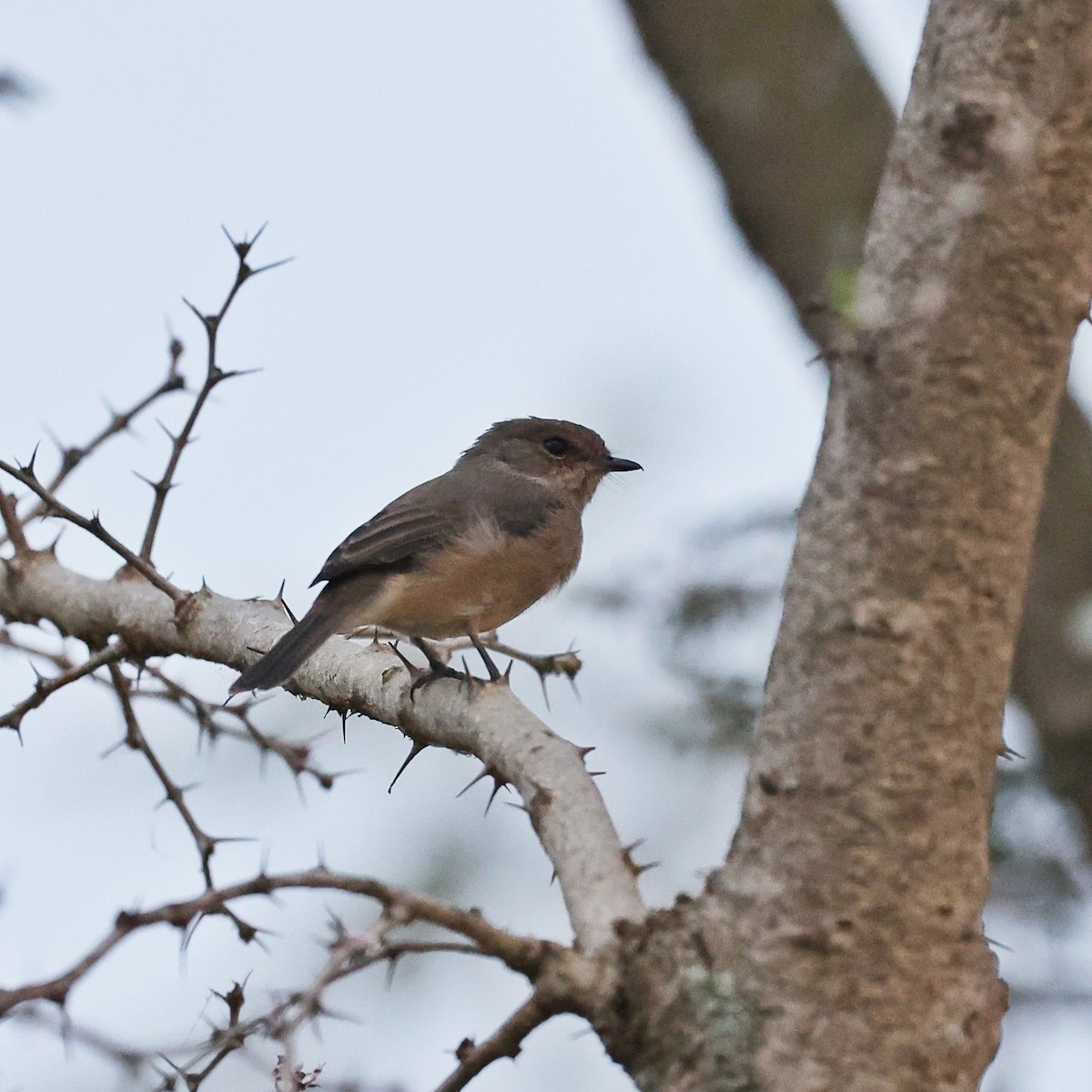 African Dusky Flycatcher - ML644850233