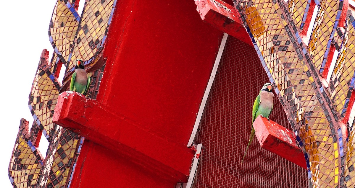 Red-breasted Parakeet - ML644850241