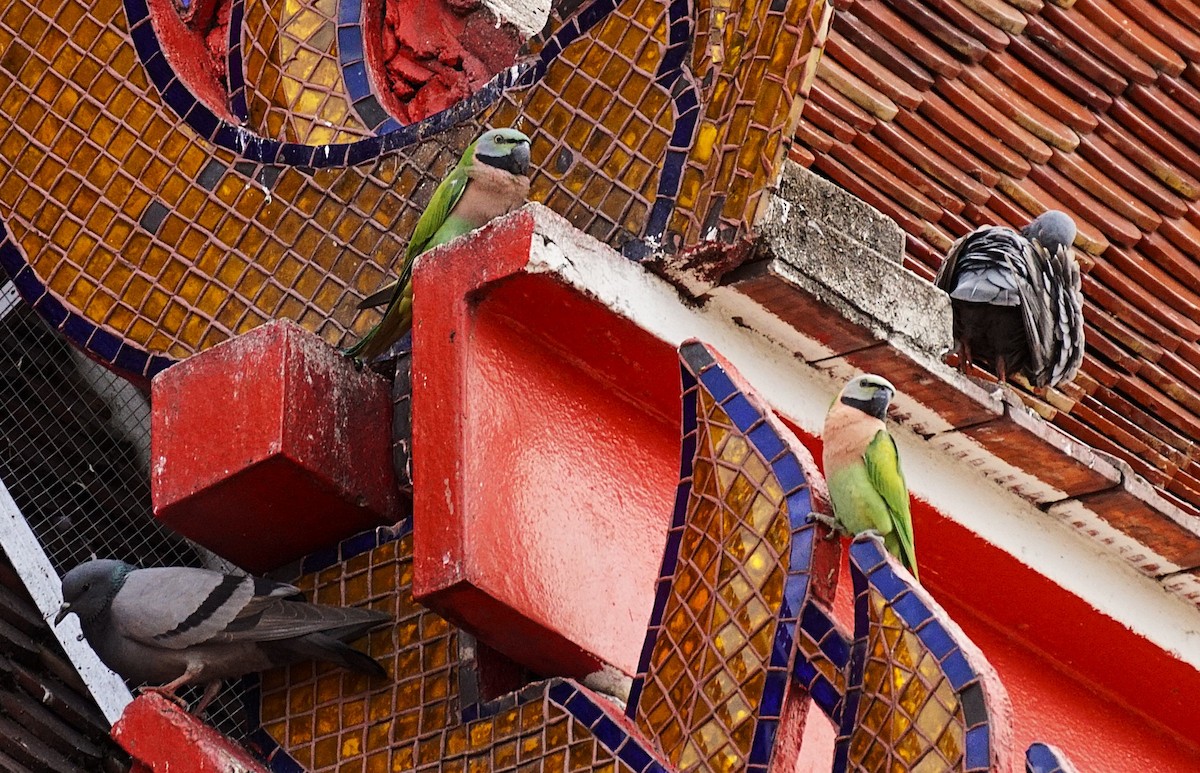 Red-breasted Parakeet - ML644850246