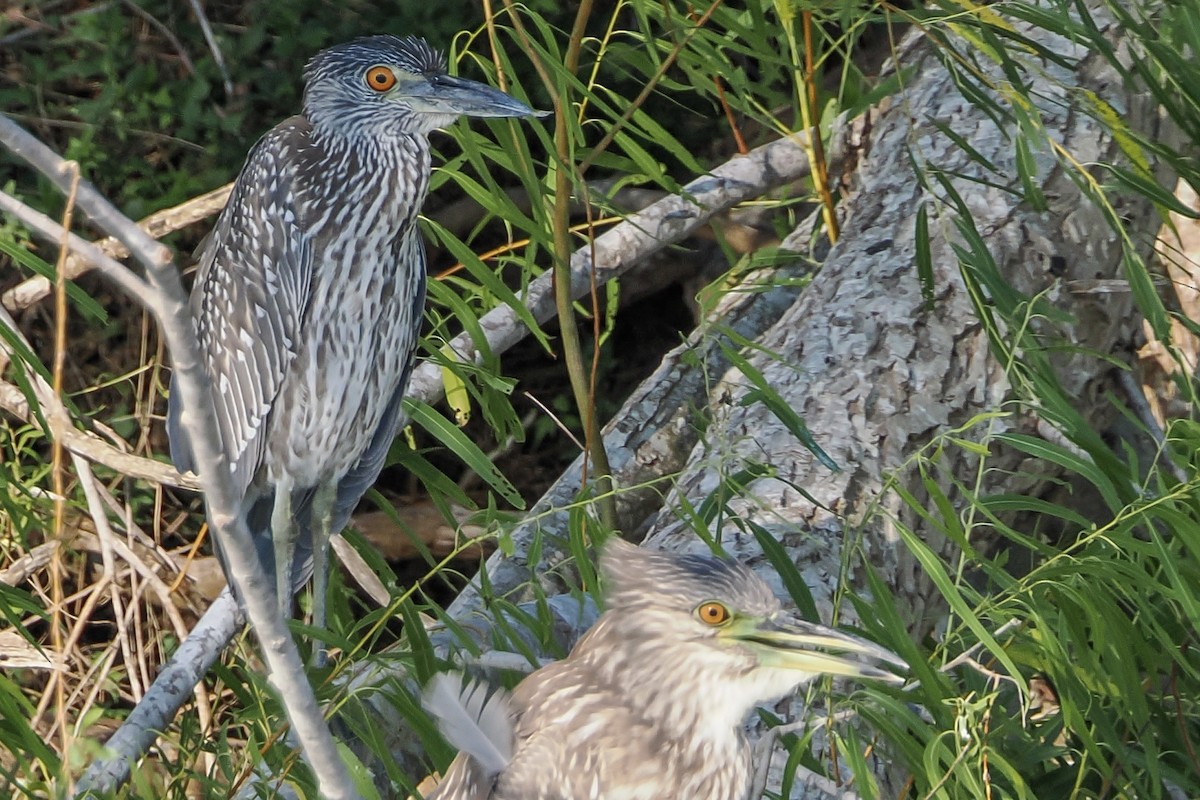 Black-crowned Night Heron - ML644850247