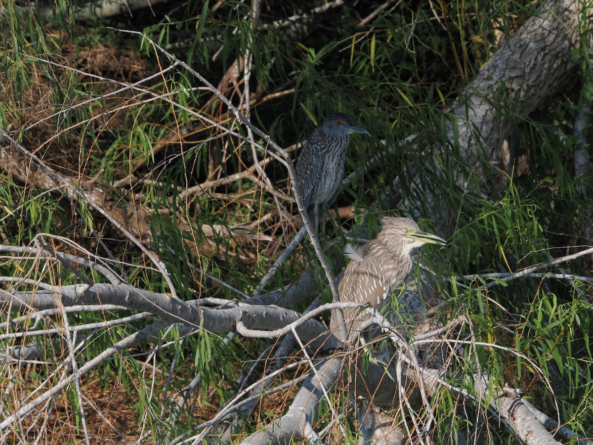 Black-crowned Night Heron - ML644850248