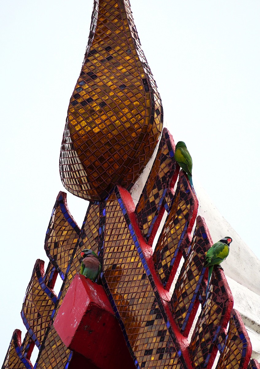 Red-breasted Parakeet - ML644850254