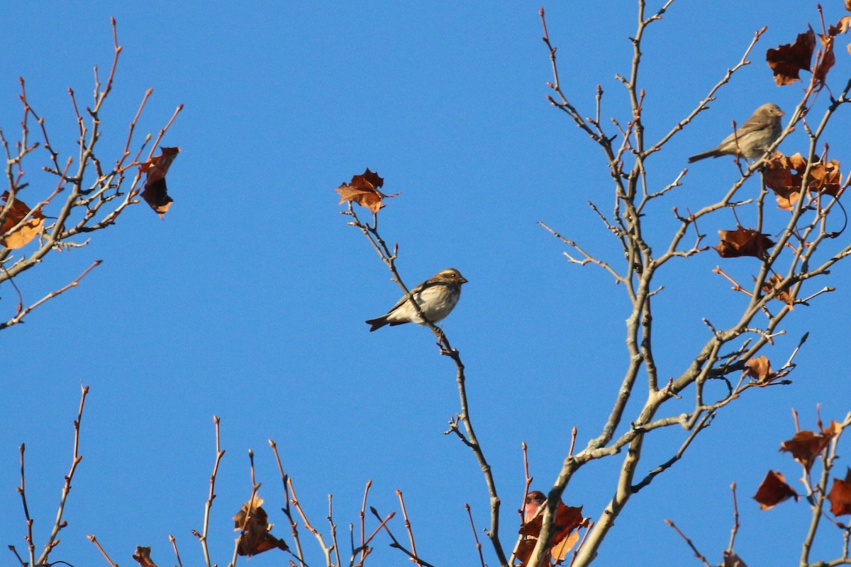 Чечевиця кармінова - ML644850259