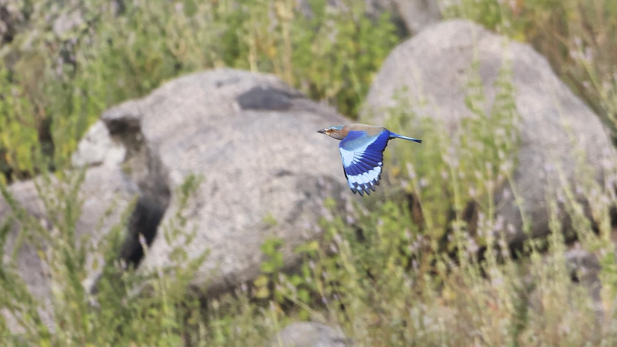 Indian Roller - ML644850260