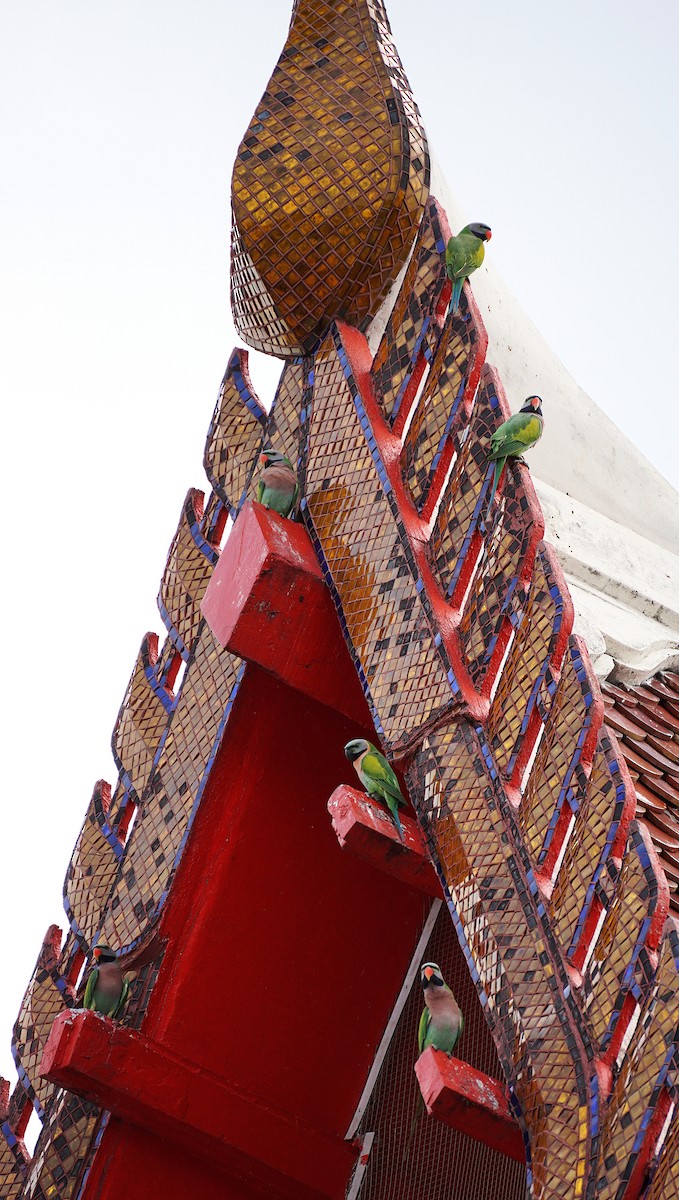 Red-breasted Parakeet - ML644850265