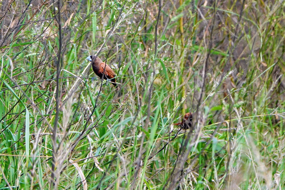 Capuchino Castaño - ML644850279