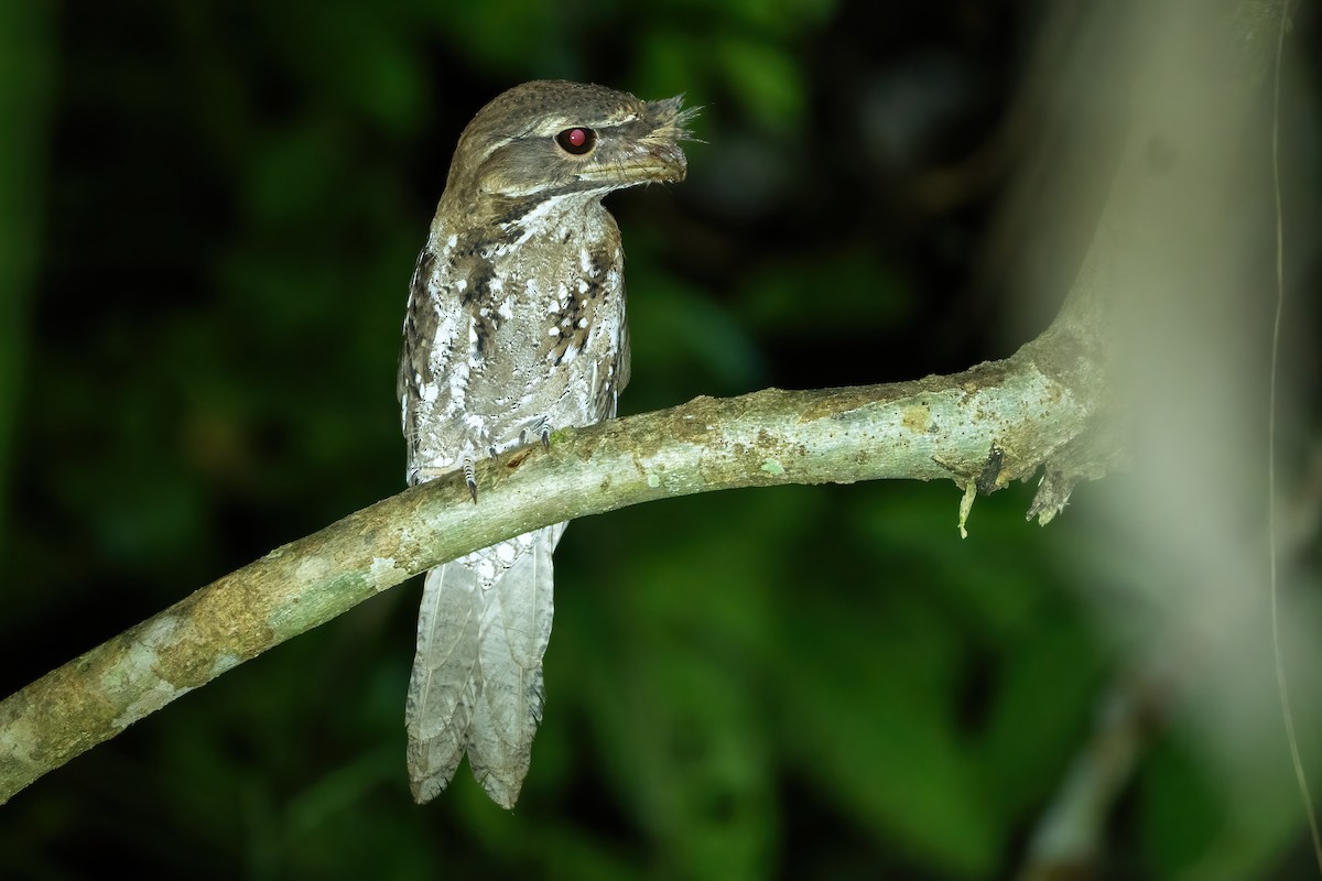 Marbled Frogmouth - ML644850283