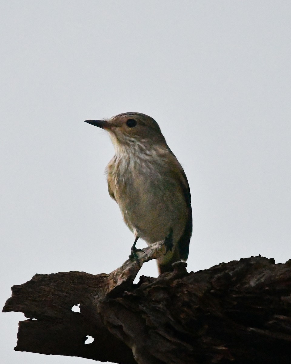 Spotted Flycatcher - ML644850294