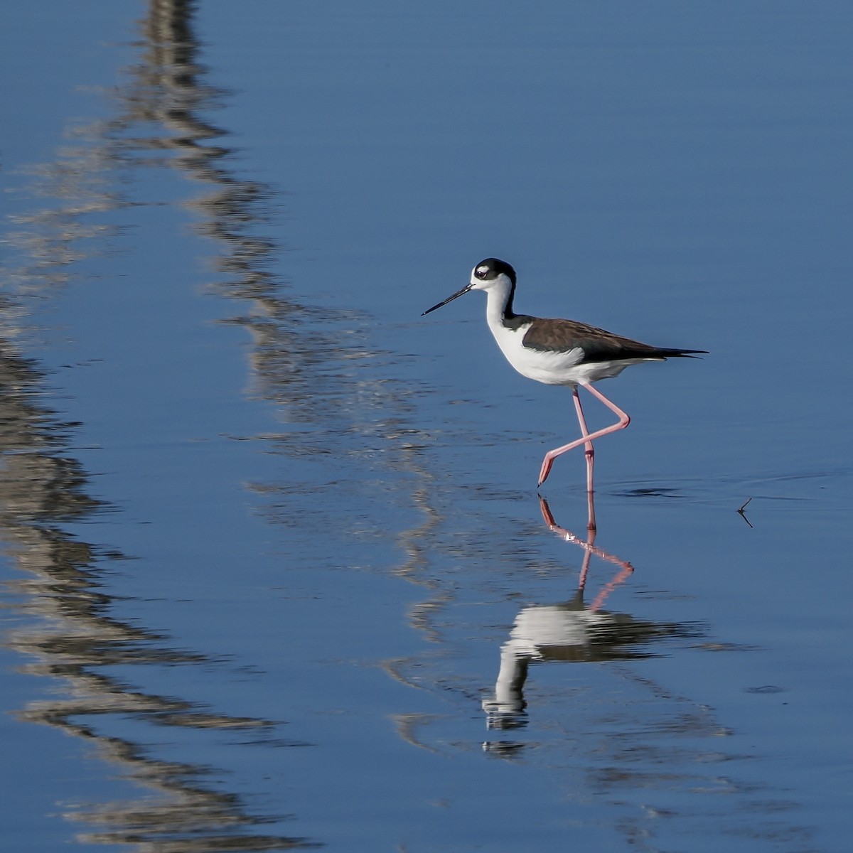 Black-necked Stilt - ML644850332