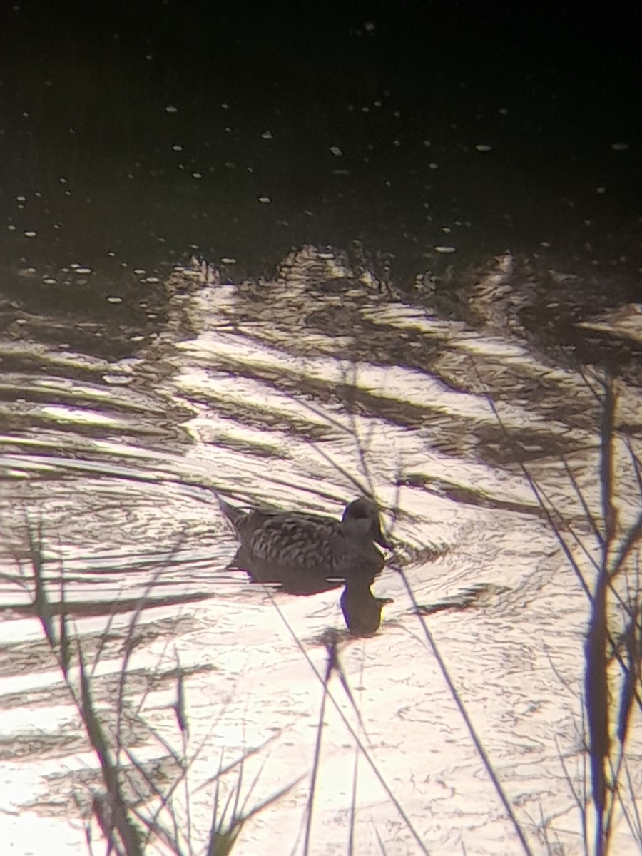 Marbled Duck - ML644850335