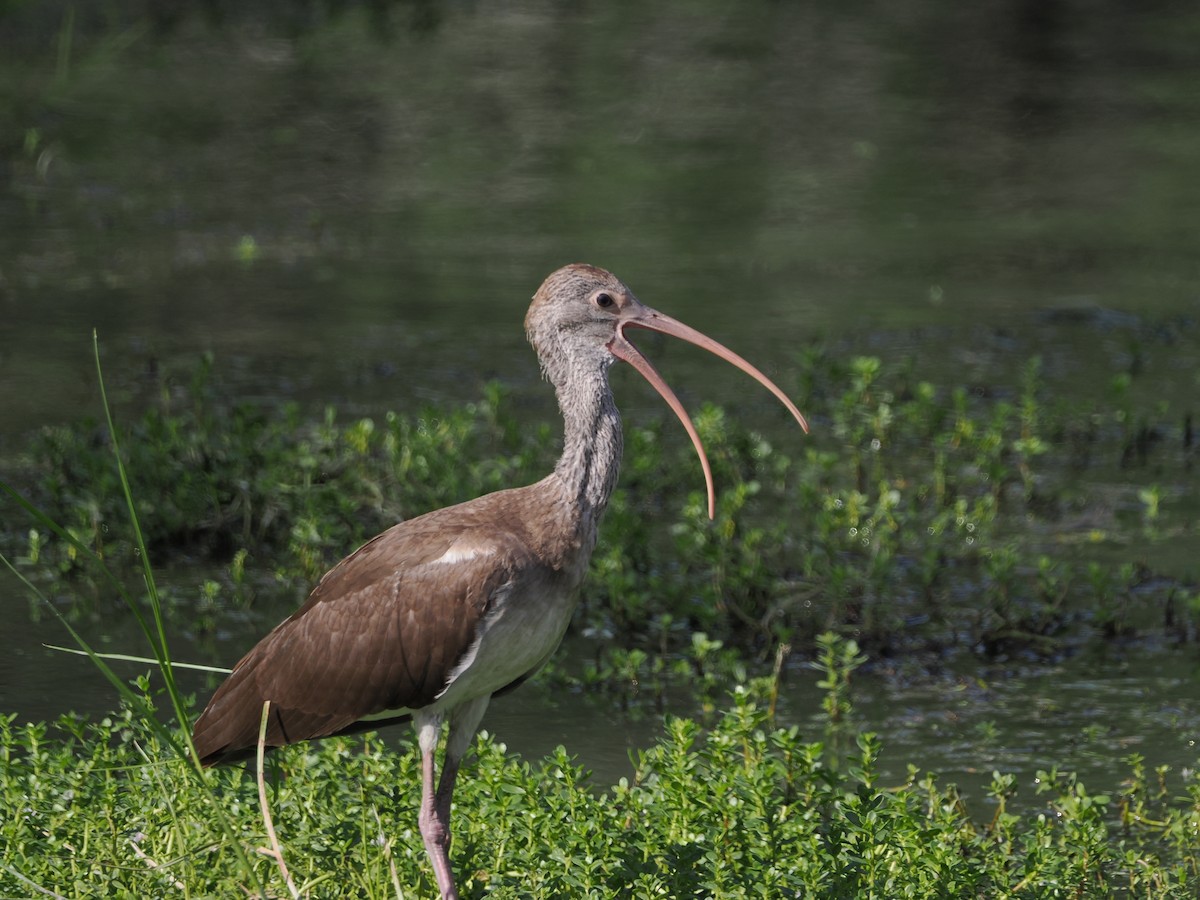 White Ibis - ML644850337