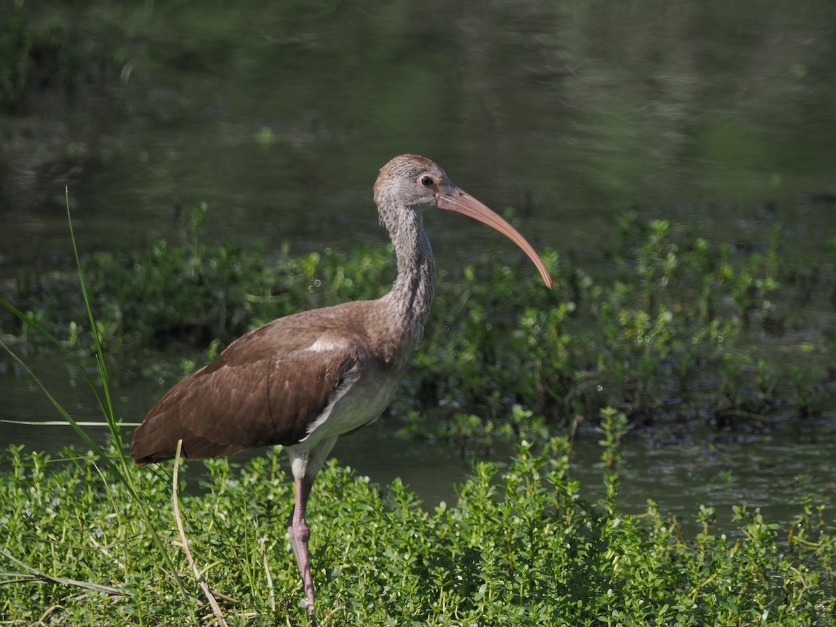 White Ibis - ML644850338