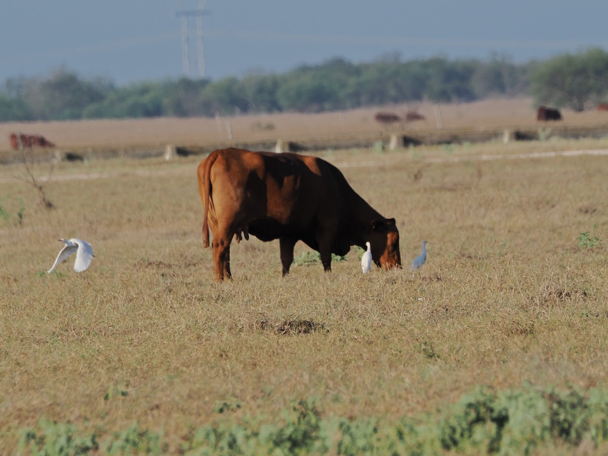 Western Cattle-Egret - ML644850349