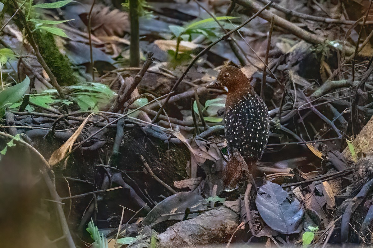 White-striped Forest Rail - ML644850357