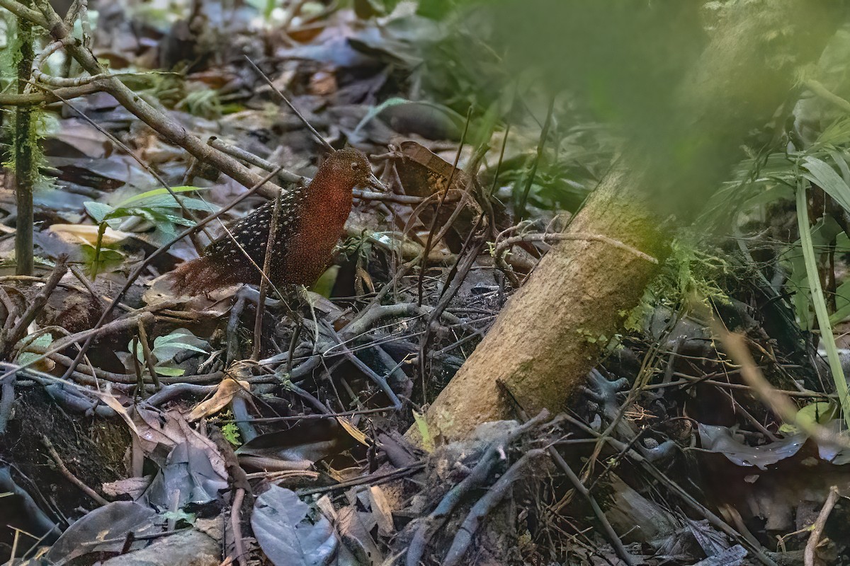 White-striped Forest Rail - ML644850358