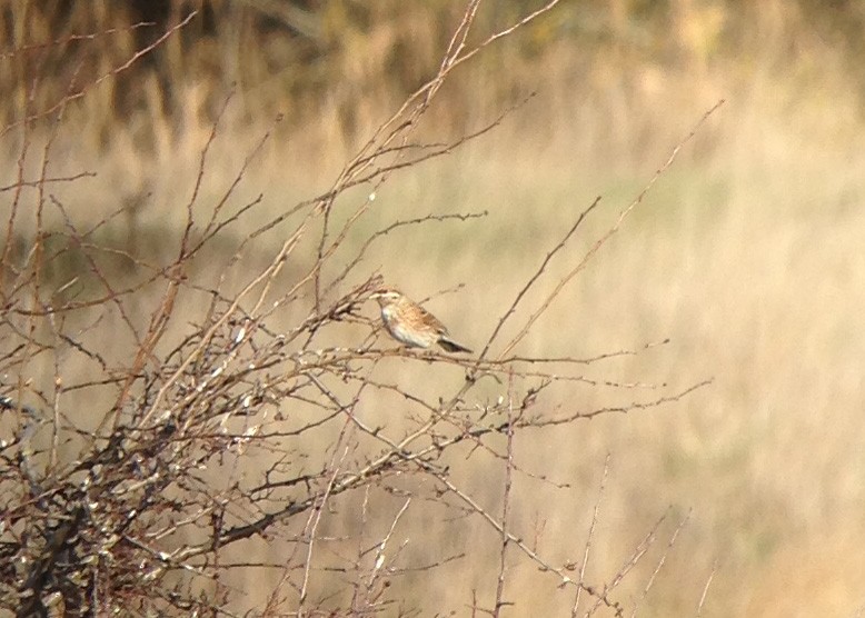 Pine Bunting - ML644850361