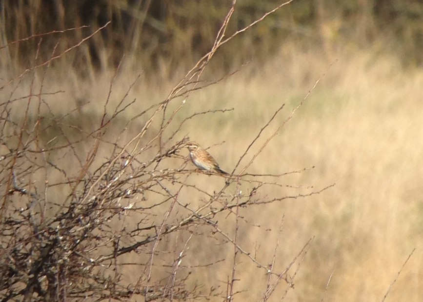 Pine Bunting - ML644850362