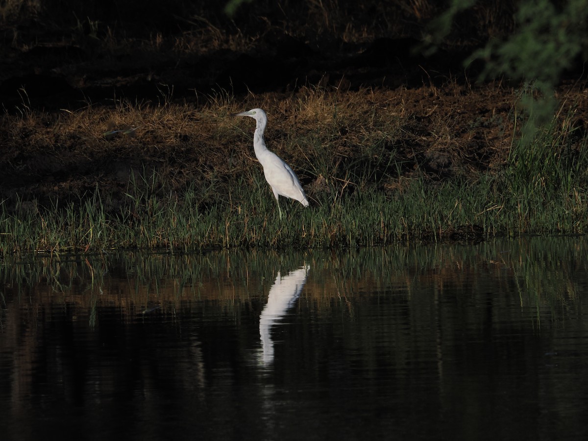 Little Blue Heron - ML644850364