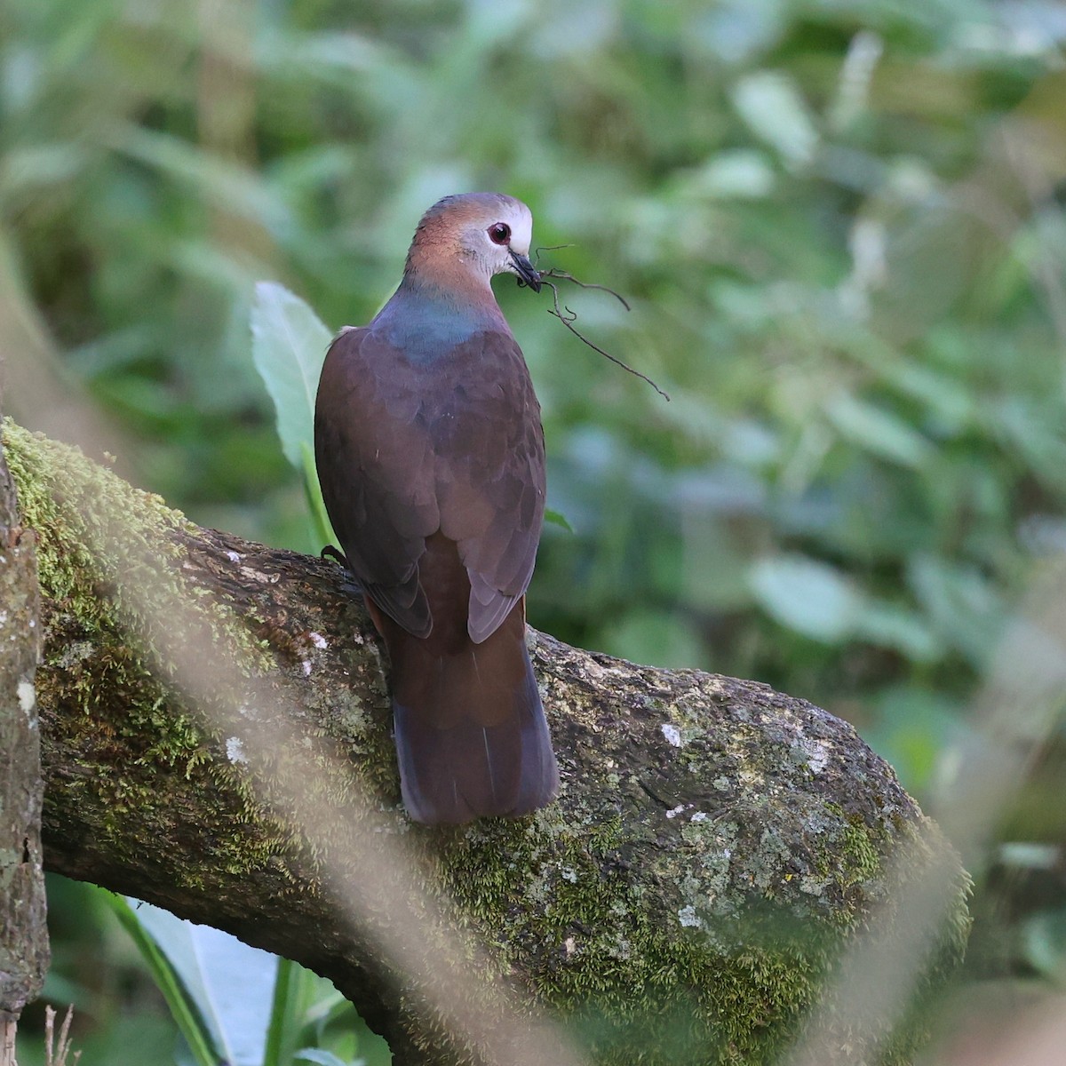 Lemon Dove - ML644850372