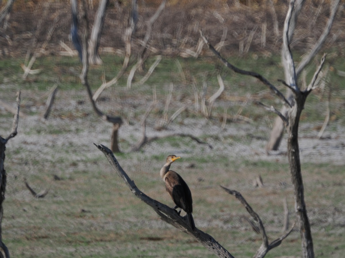 Double-crested Cormorant - ML644850378