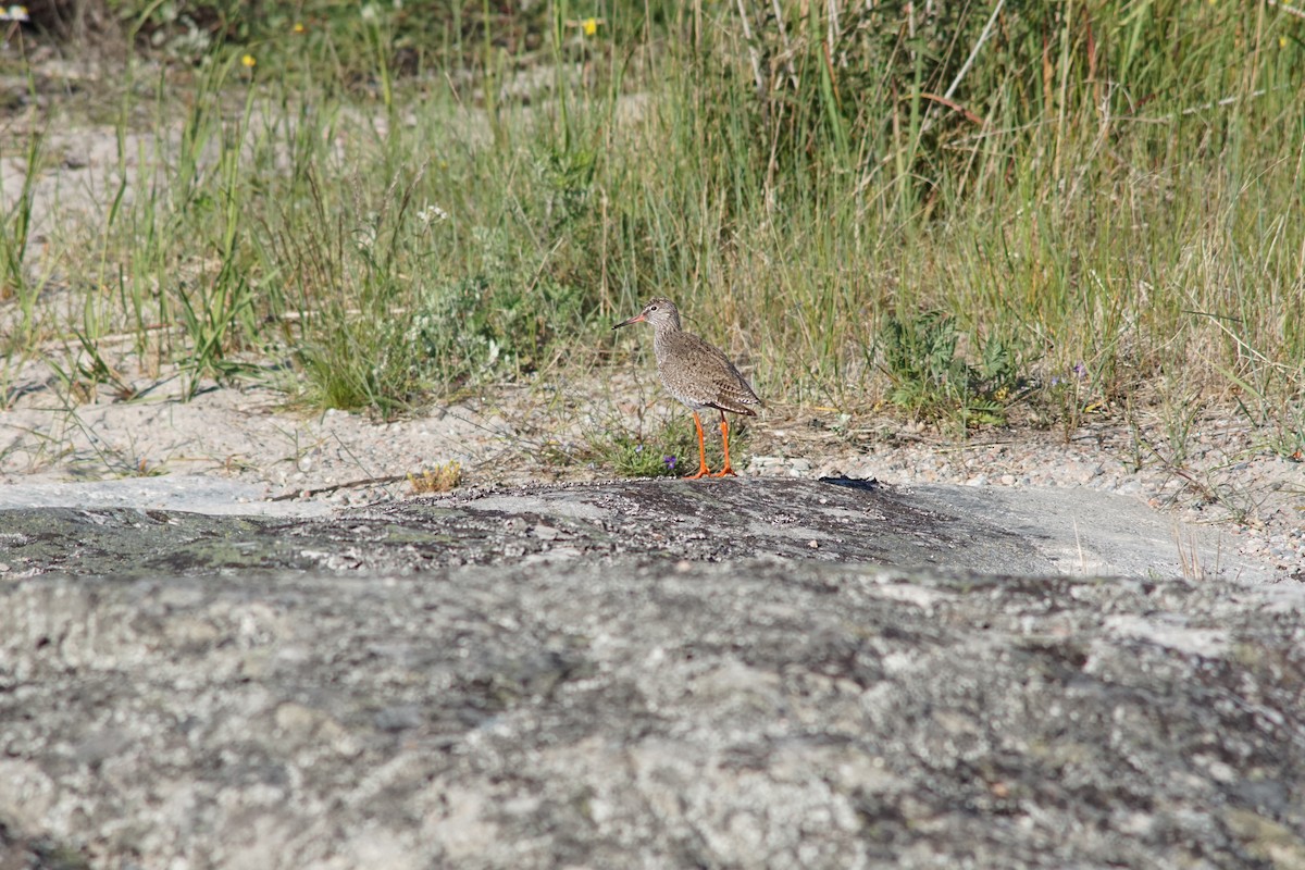 Common Redshank - ML644850380