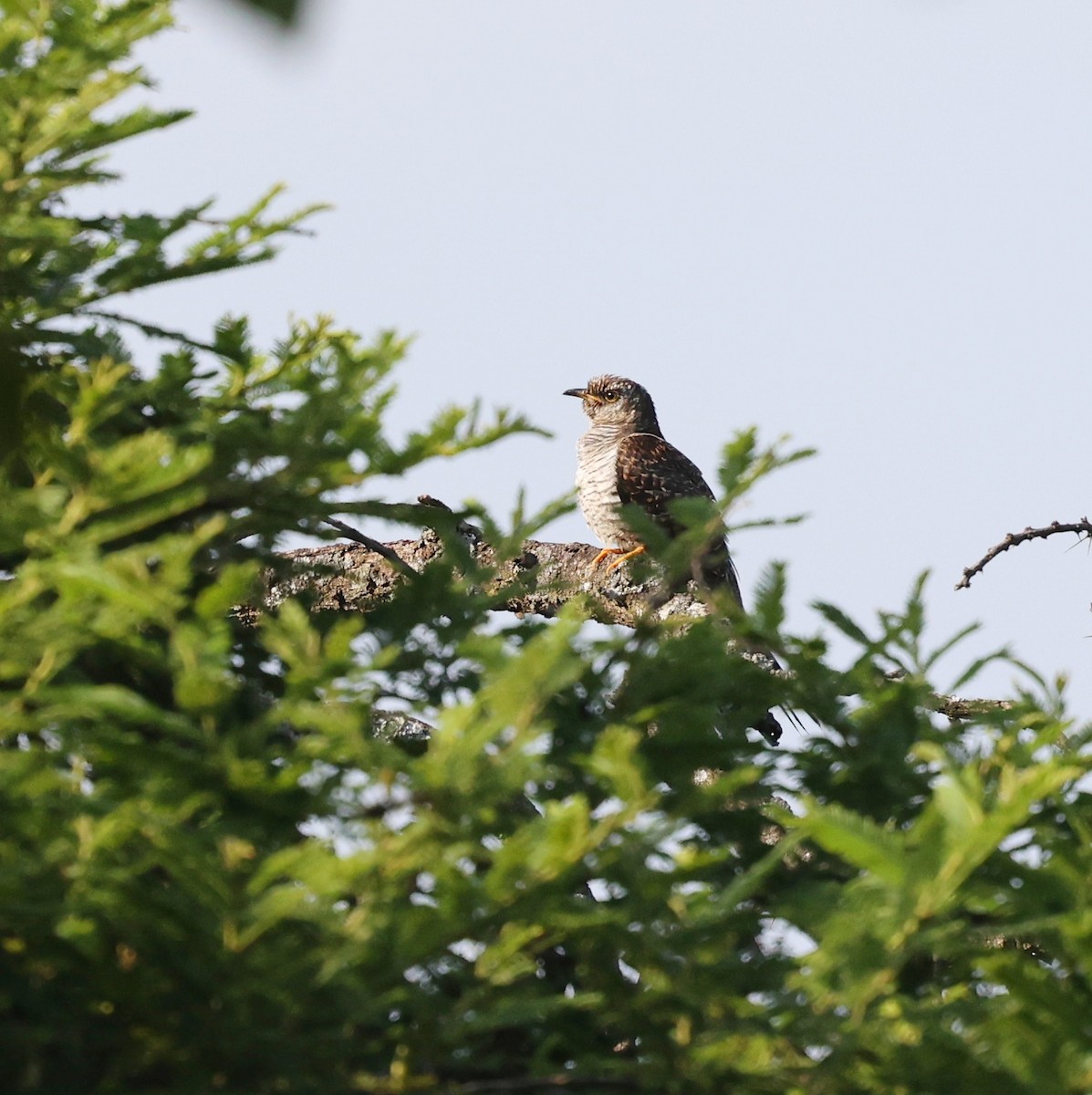 Red-chested Cuckoo - ML644850387