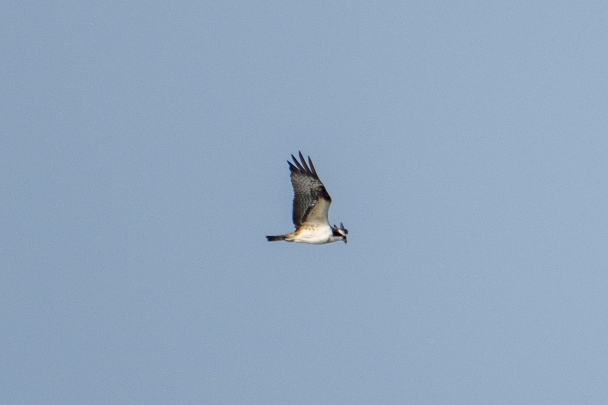 Скопа - ML644850388