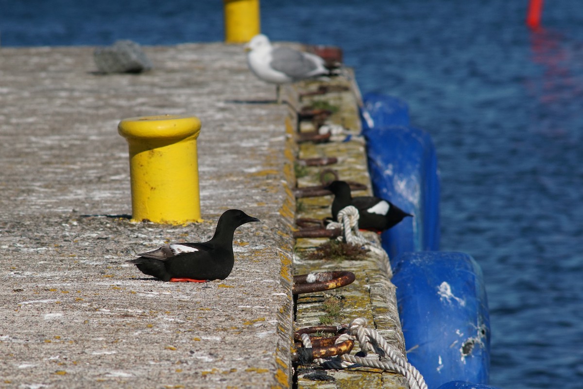 Black Guillemot - ML644850389