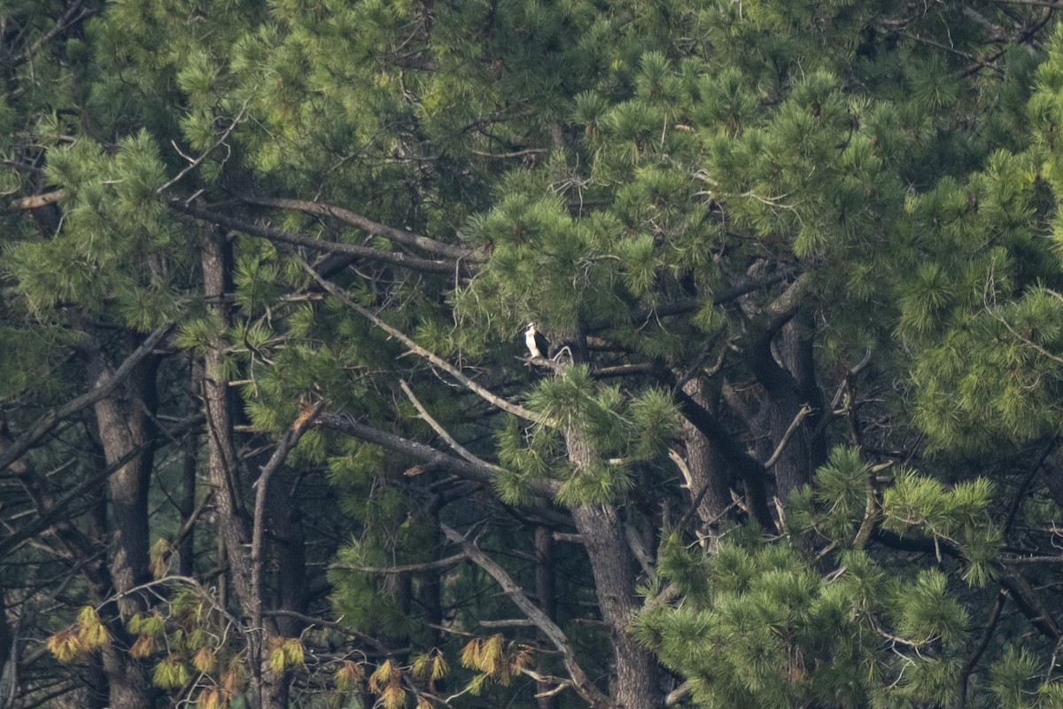 Скопа - ML644850390