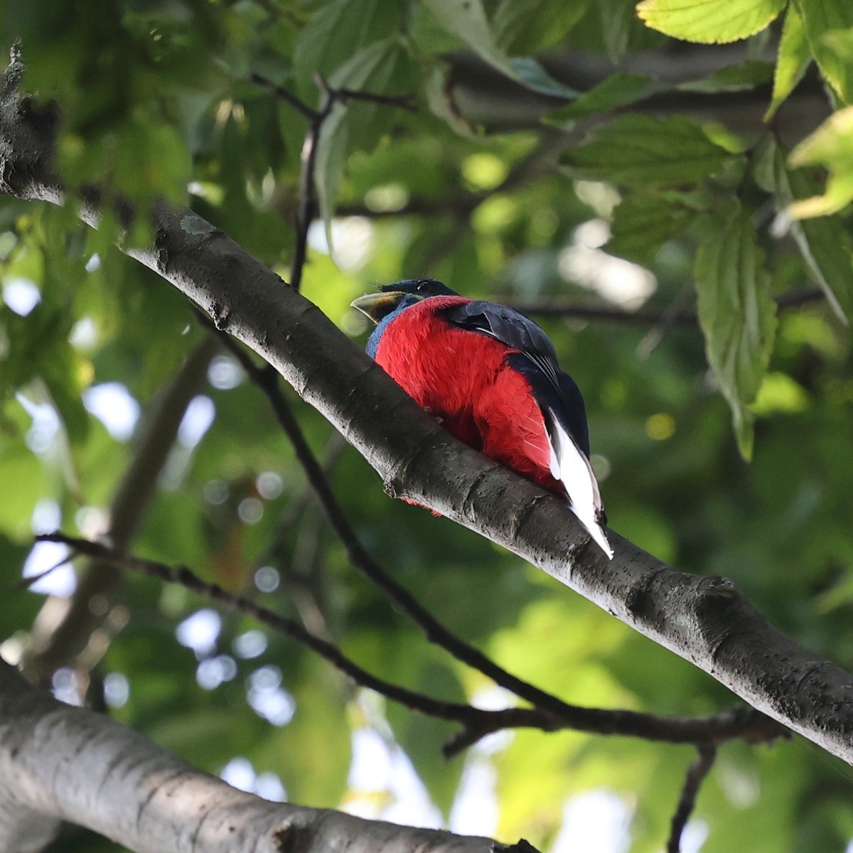 Narina Trogon - ML644850414