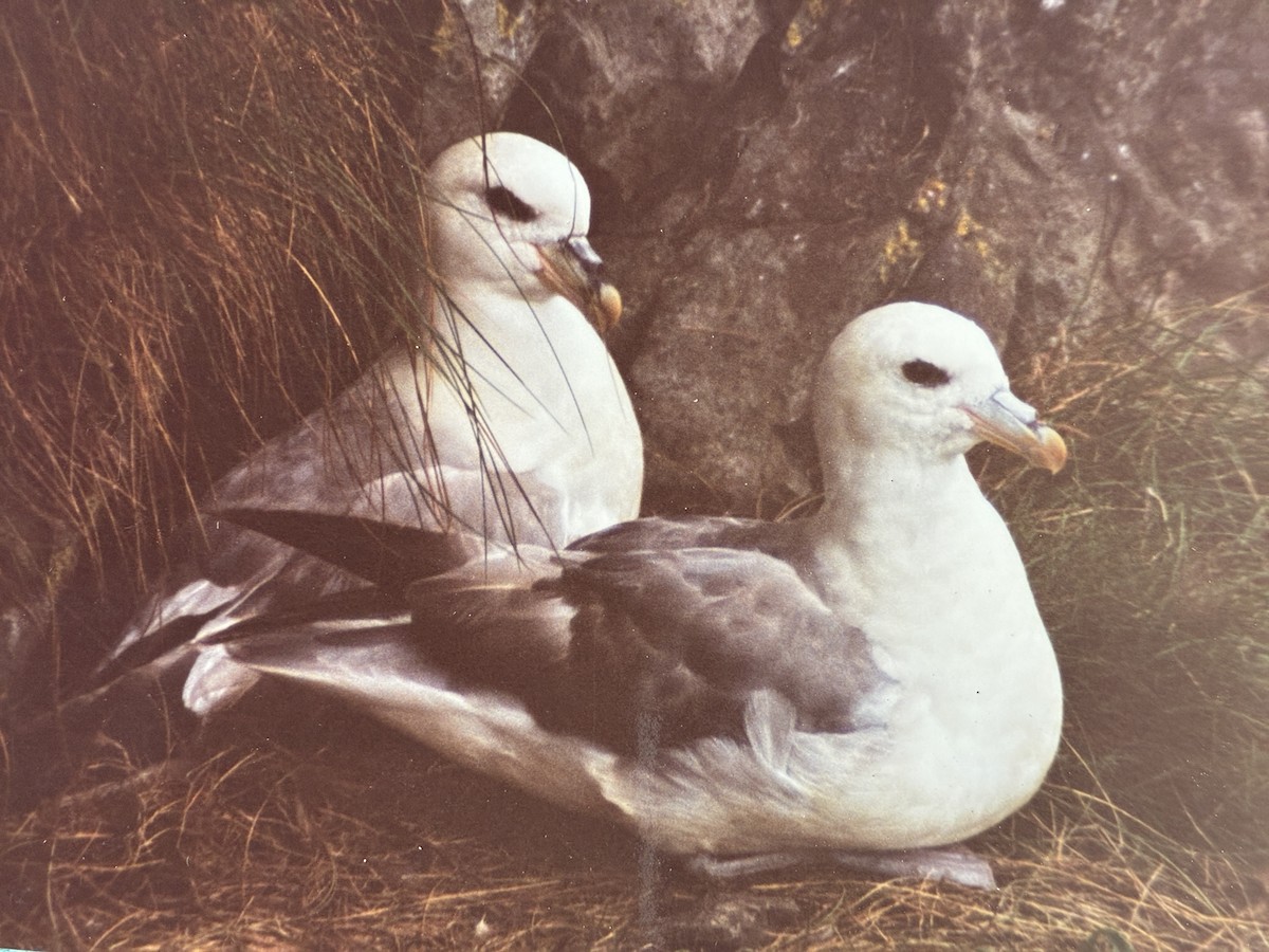 buřňák lední - ML644850418