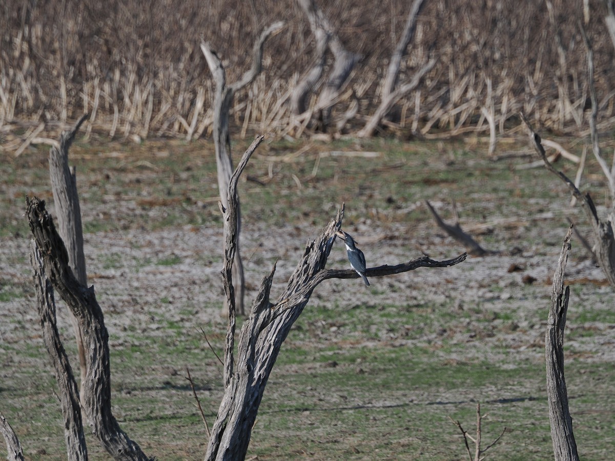 Belted Kingfisher - ML644850420