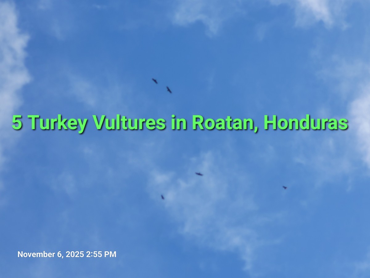 kalkunkondor - ML644850430