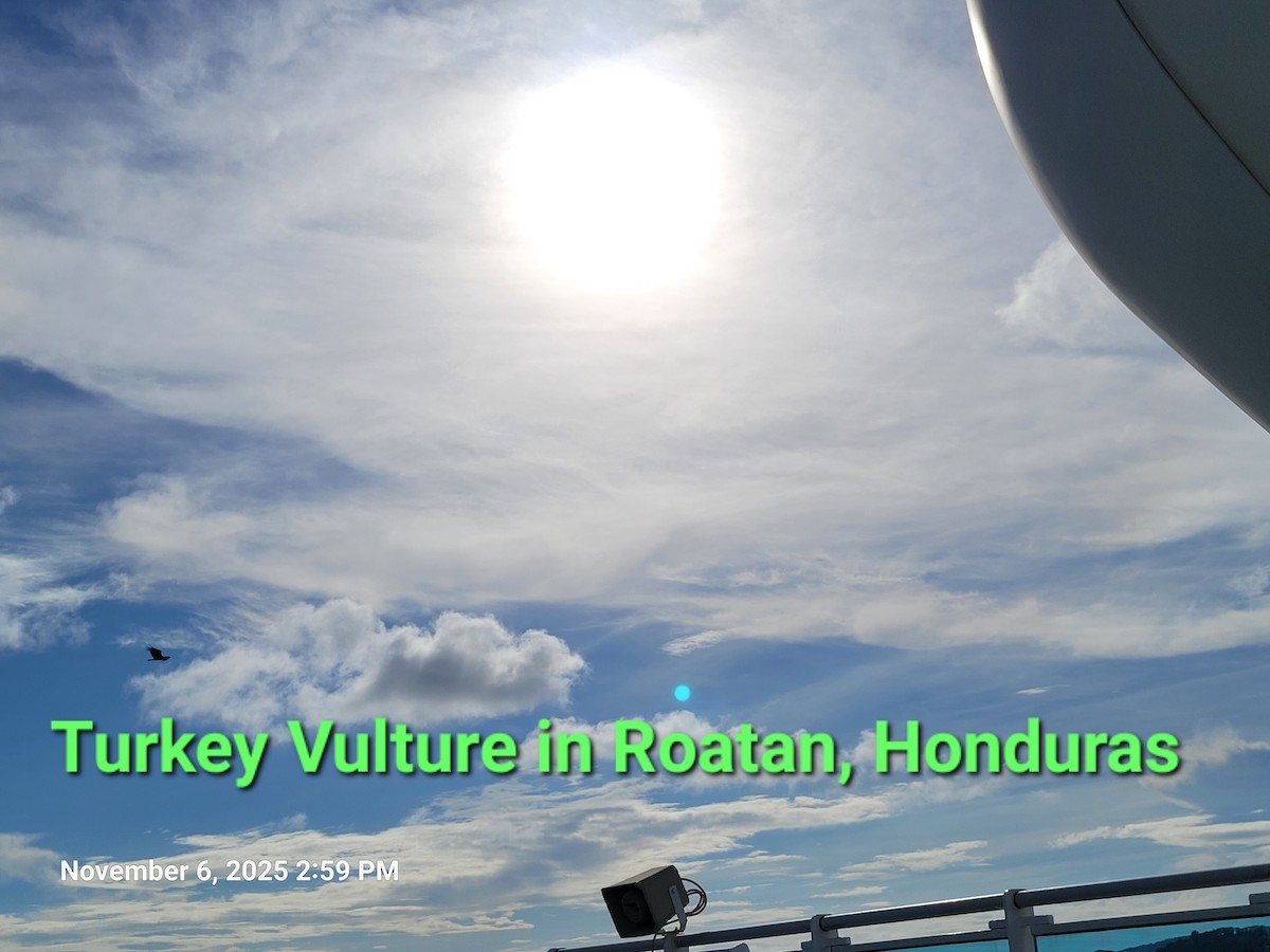 kalkunkondor - ML644850431