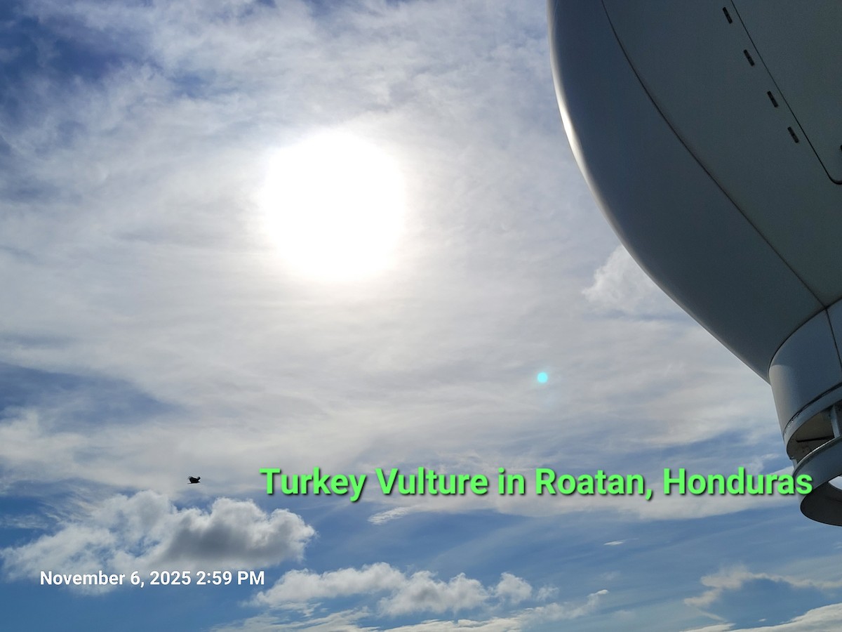 kalkunkondor - ML644850435