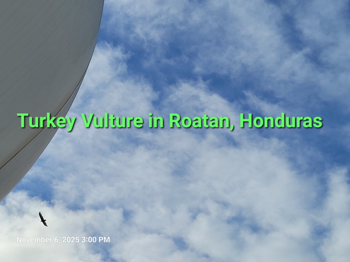 kalkunkondor - ML644850436