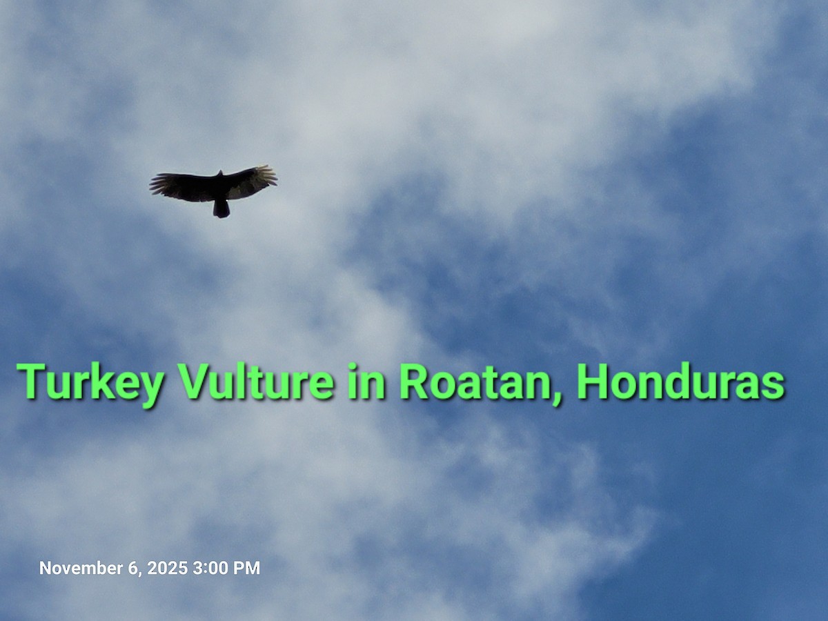 kalkunkondor - ML644850437