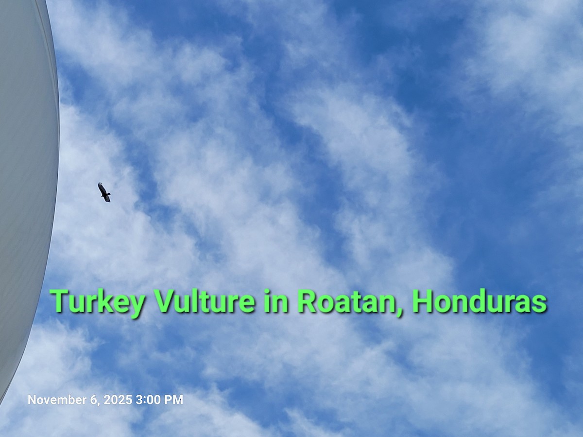 kalkunkondor - ML644850438